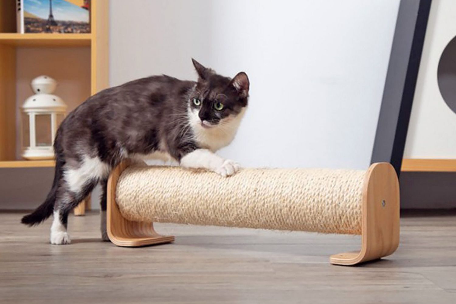 winkel voor hondenbenodigdheden -winkel voor hondenbenodigdheden cat with scratching post 2000 accecaff1eb241e09f4e5cbece56559f