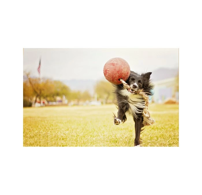 Jolly Ball Romp-n-Roll Oranje 4 Jolly Ball Romp-n-Roll Oranje - Afbeelding 2